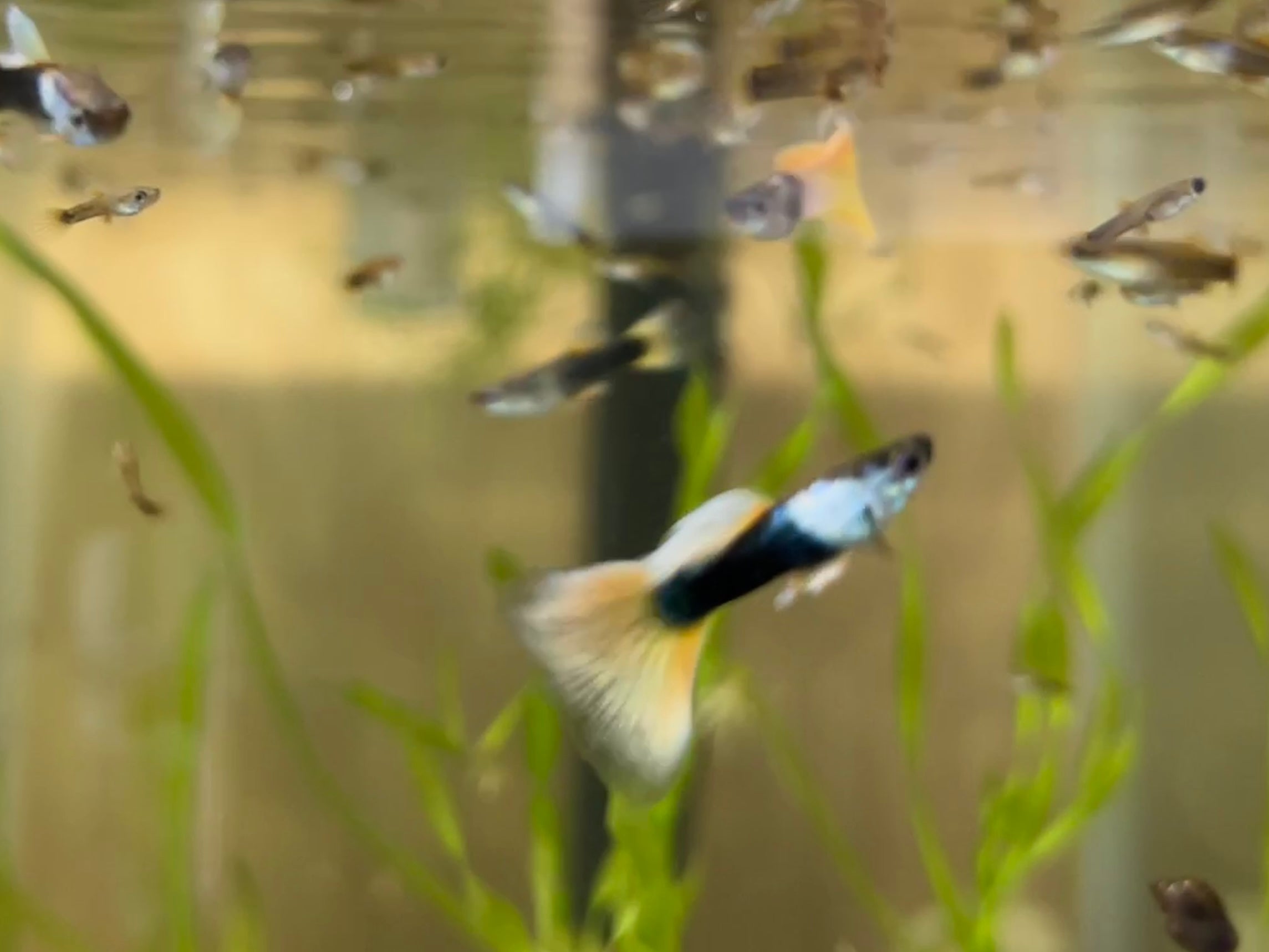 Black and Yellow Thai Tuxedo Guppy Pair