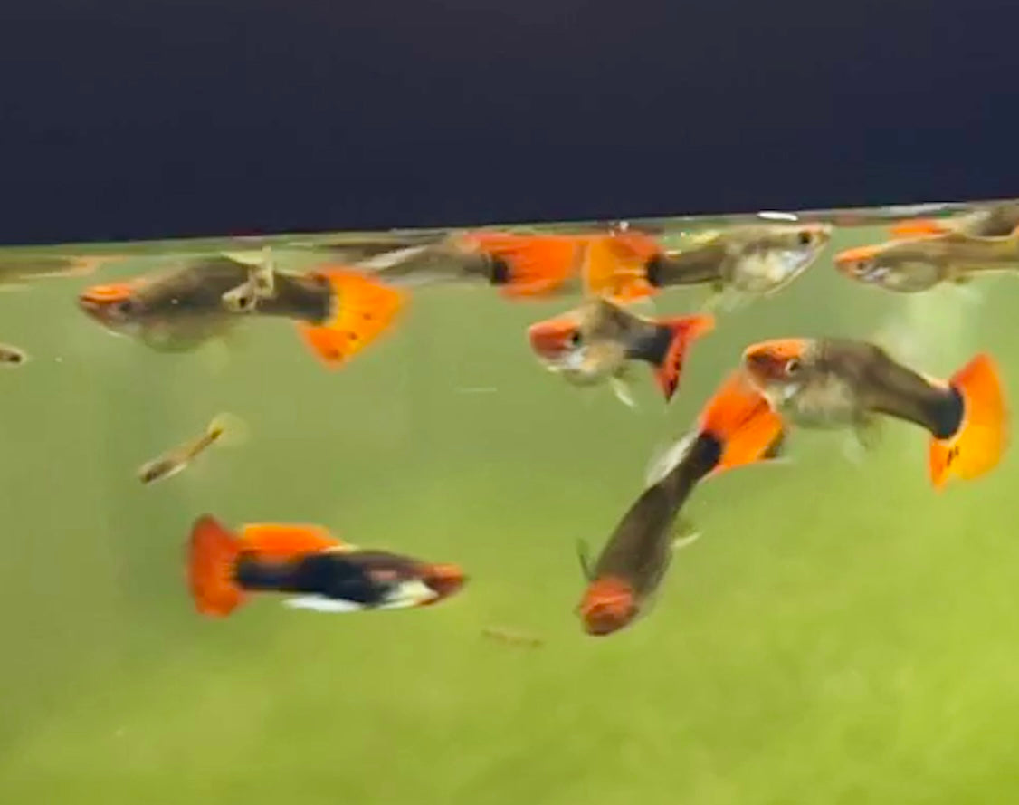 Koi Guppies Black and Red Pair M/F