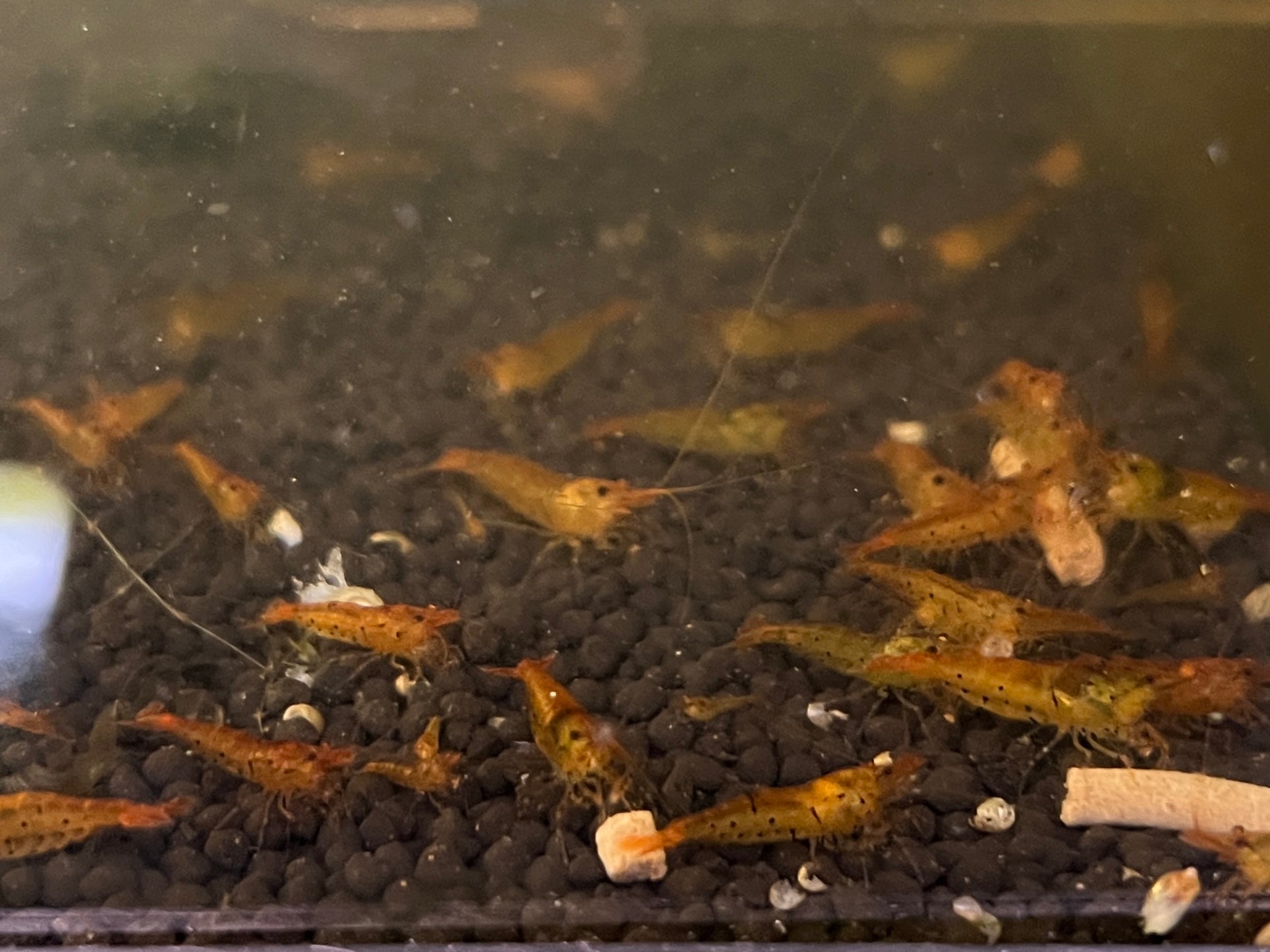 Tangerine Tiger Shrimp Caridina