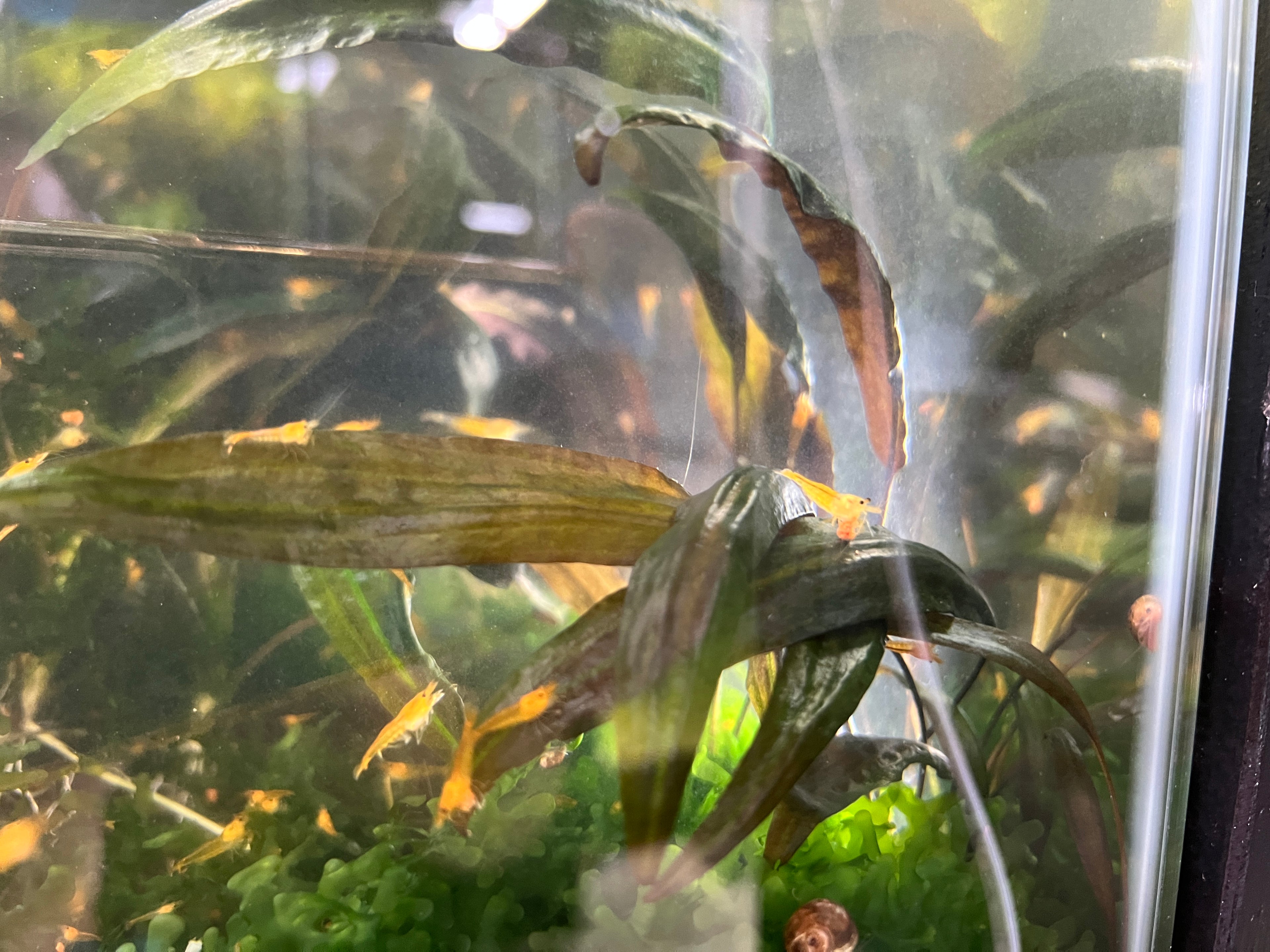 Affinis Crypt cryptocoryne