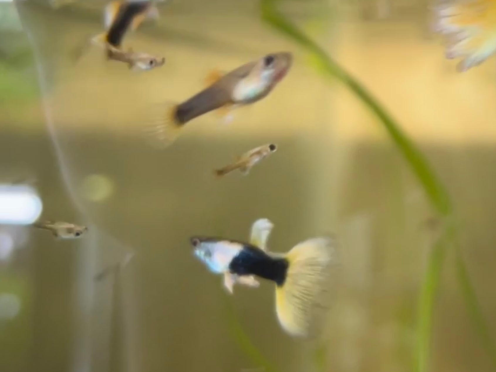 Black and Yellow Thai Tuxedo Guppy Pair