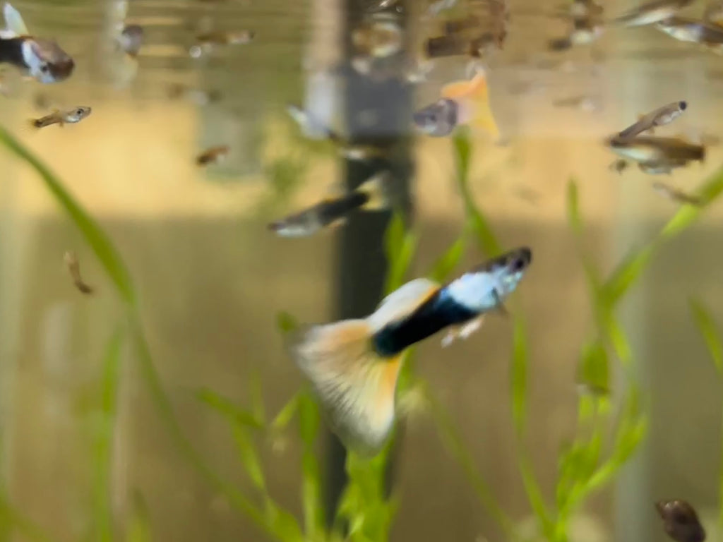 Black and Yellow Thai Tuxedo Guppy Pair