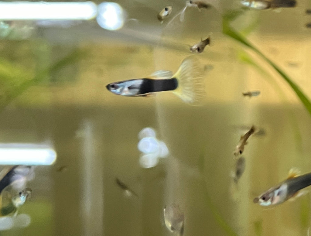 Black and Yellow Thai Tuxedo Guppy Pair