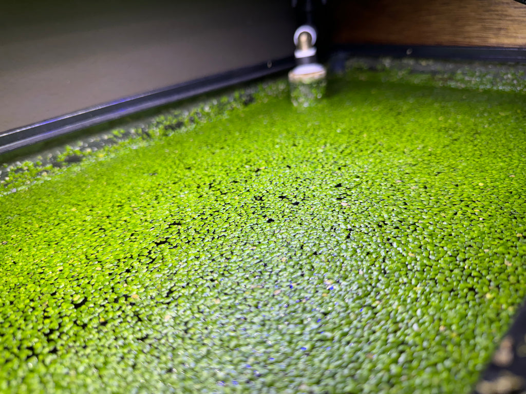 Duckweed