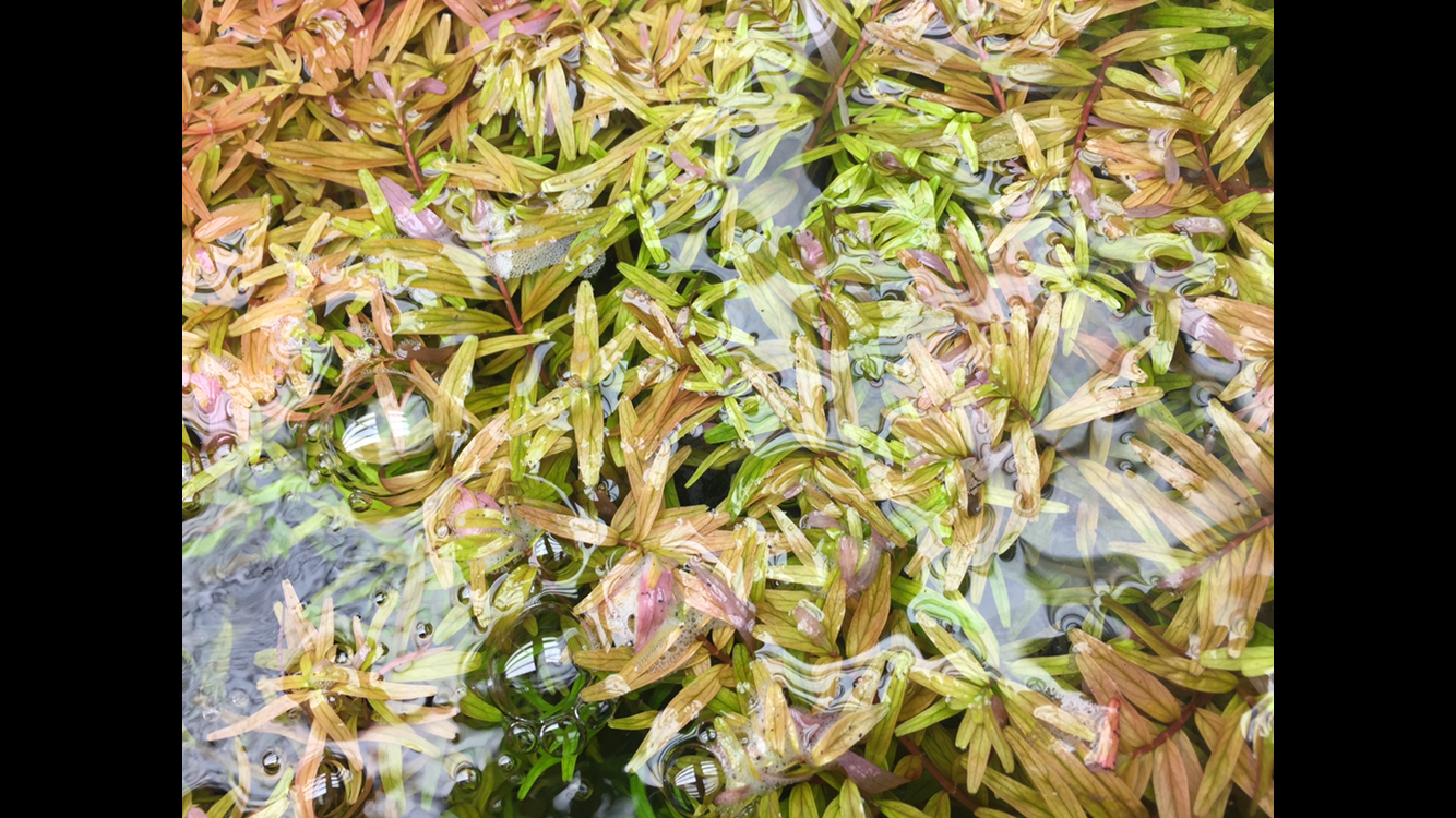 Ludwigia Arcuata x Repens