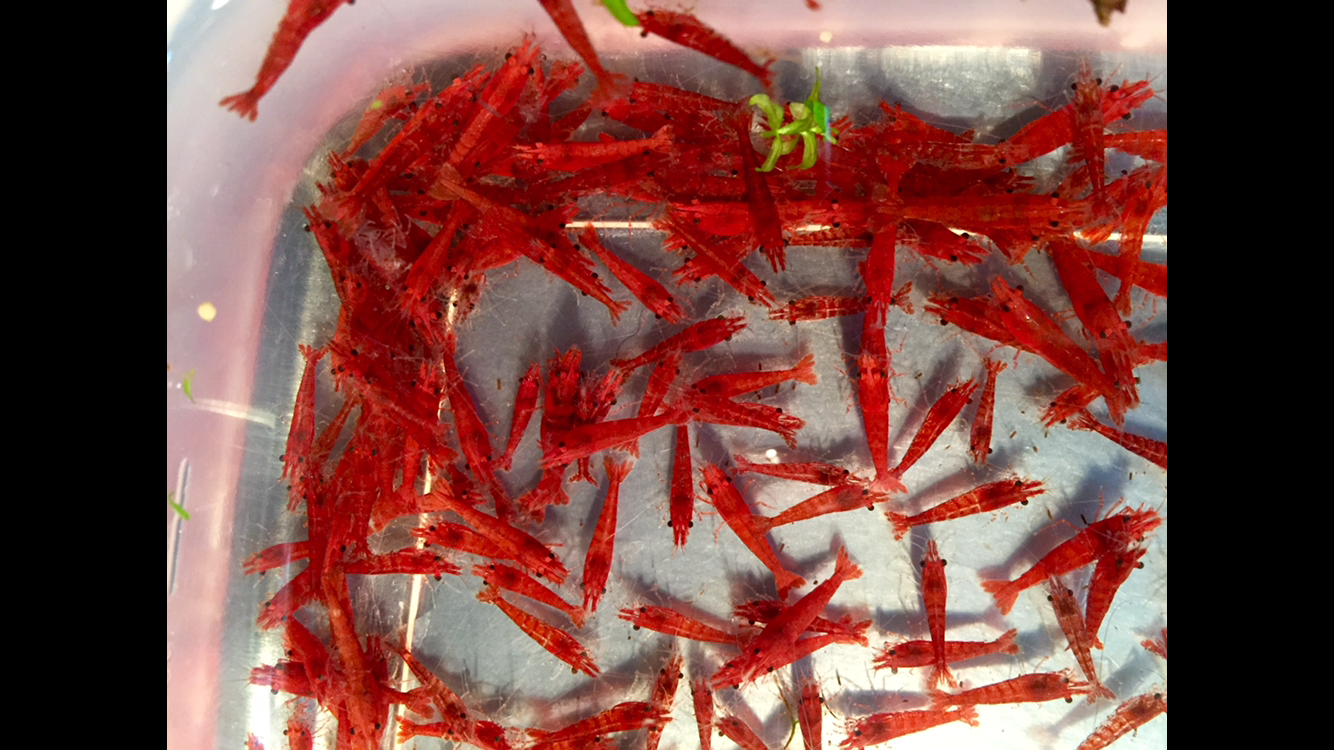 Fire Red Neocaridina