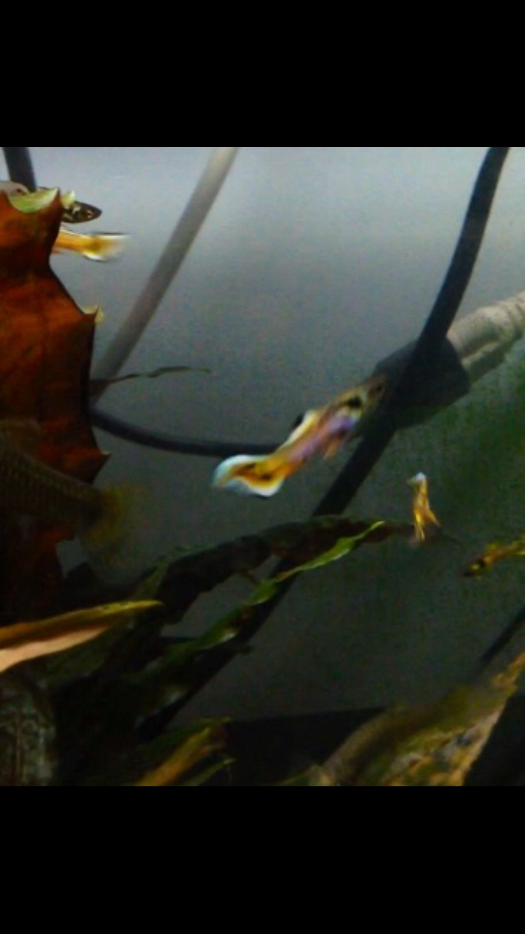 Pair of Rainbow Tiger Endlers - Rare!