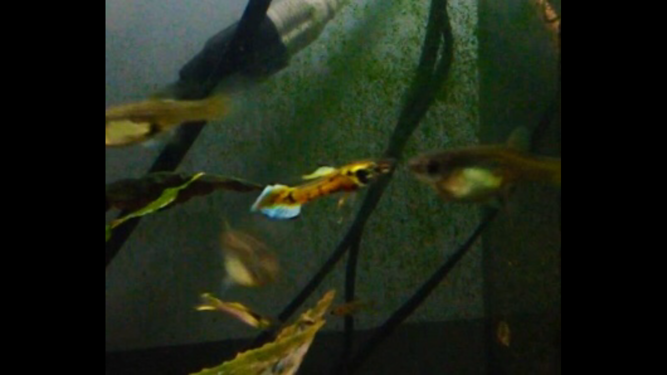 Pair of Rainbow Tiger Endlers - Rare!