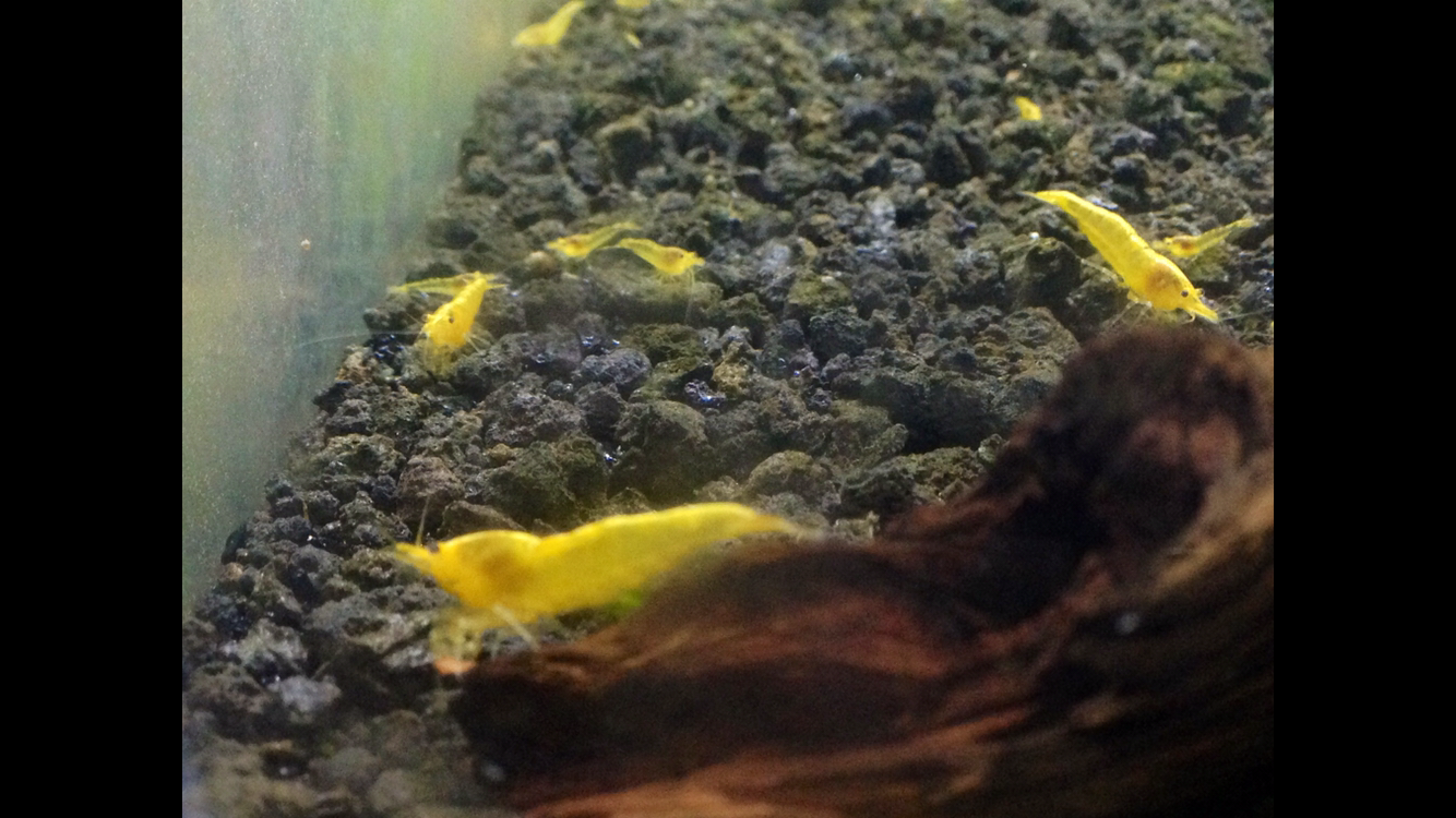 Yellow Freshwater Neocaridina Shrimp