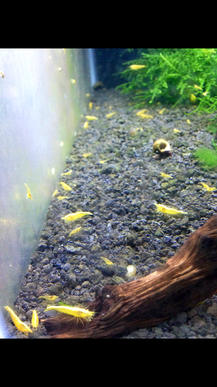 Yellow Freshwater Neocaridina Shrimp