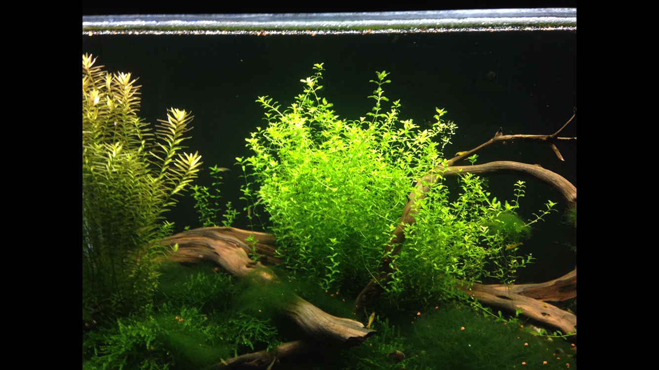 Pearl Weed