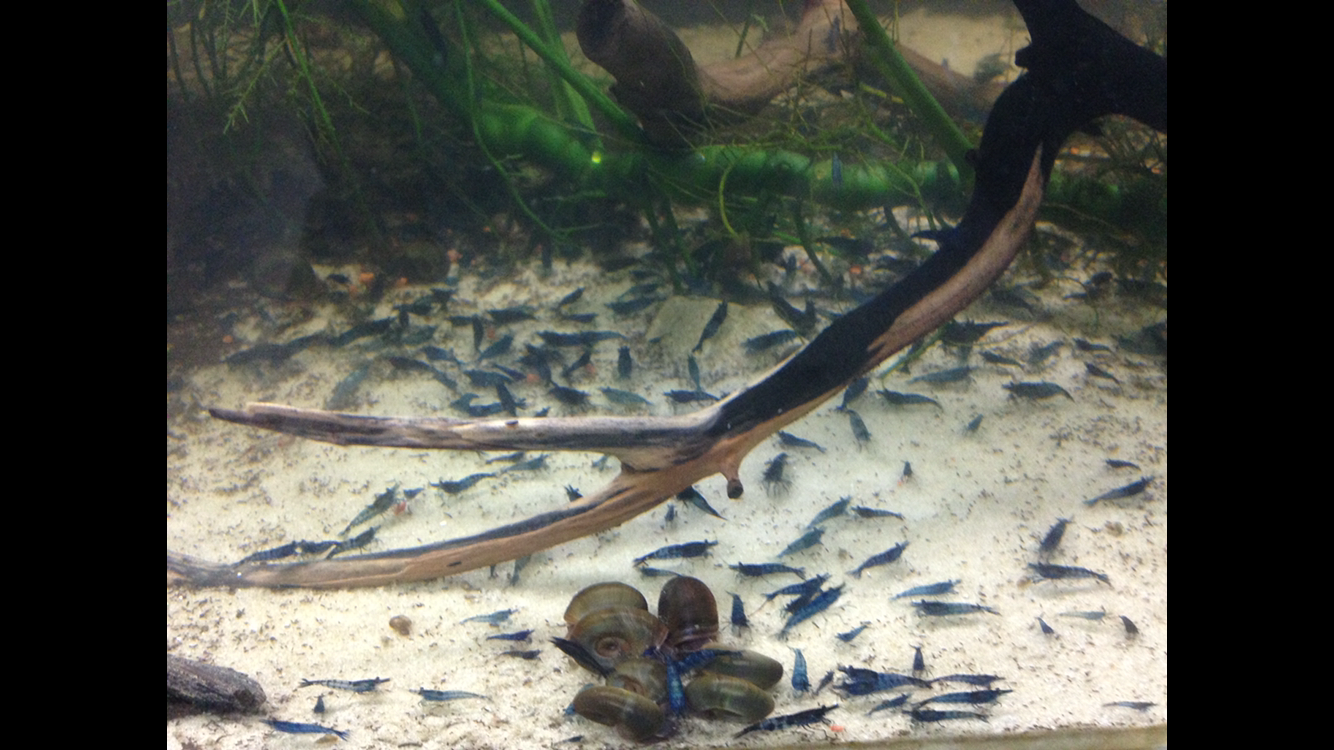 Blue Dream Straightest-Line-in-the-World Freshwater Neocaridina Shrimp
