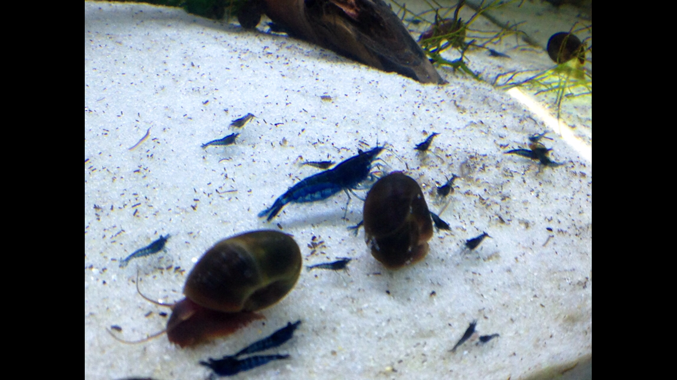 Blue Dream Straightest-Line-in-the-World Freshwater Neocaridina Shrimp