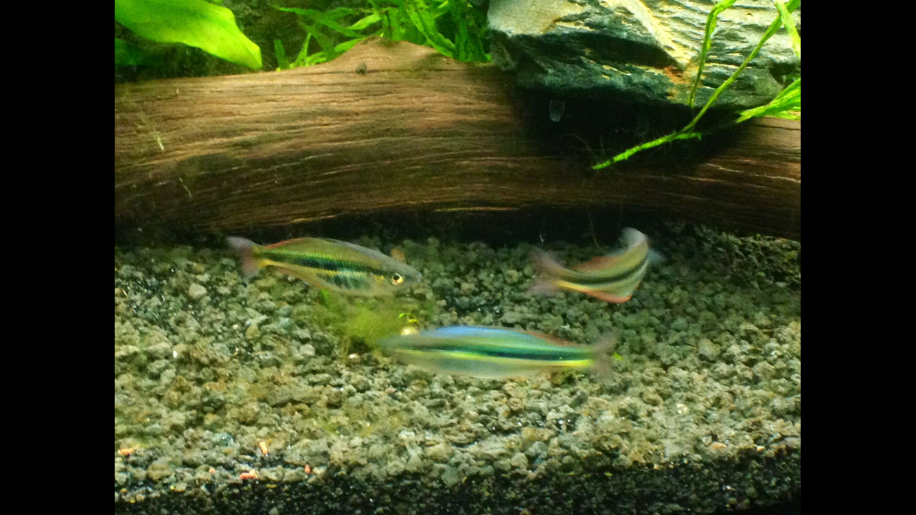 Chilatherina Alleni Wapoga Rainbowfish