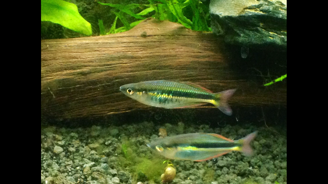 Chilatherina Alleni Wapoga Rainbowfish