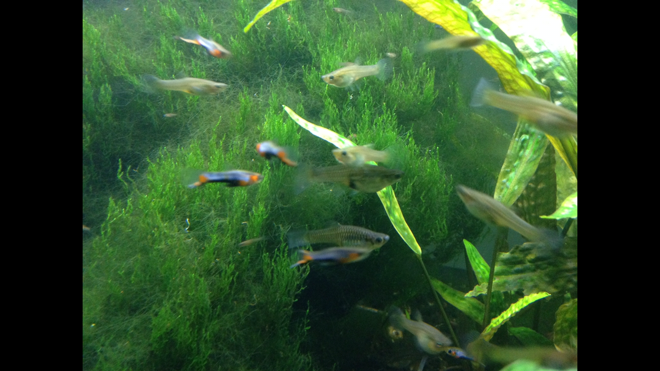 Pair of Starburst (Bluestar) Endlers