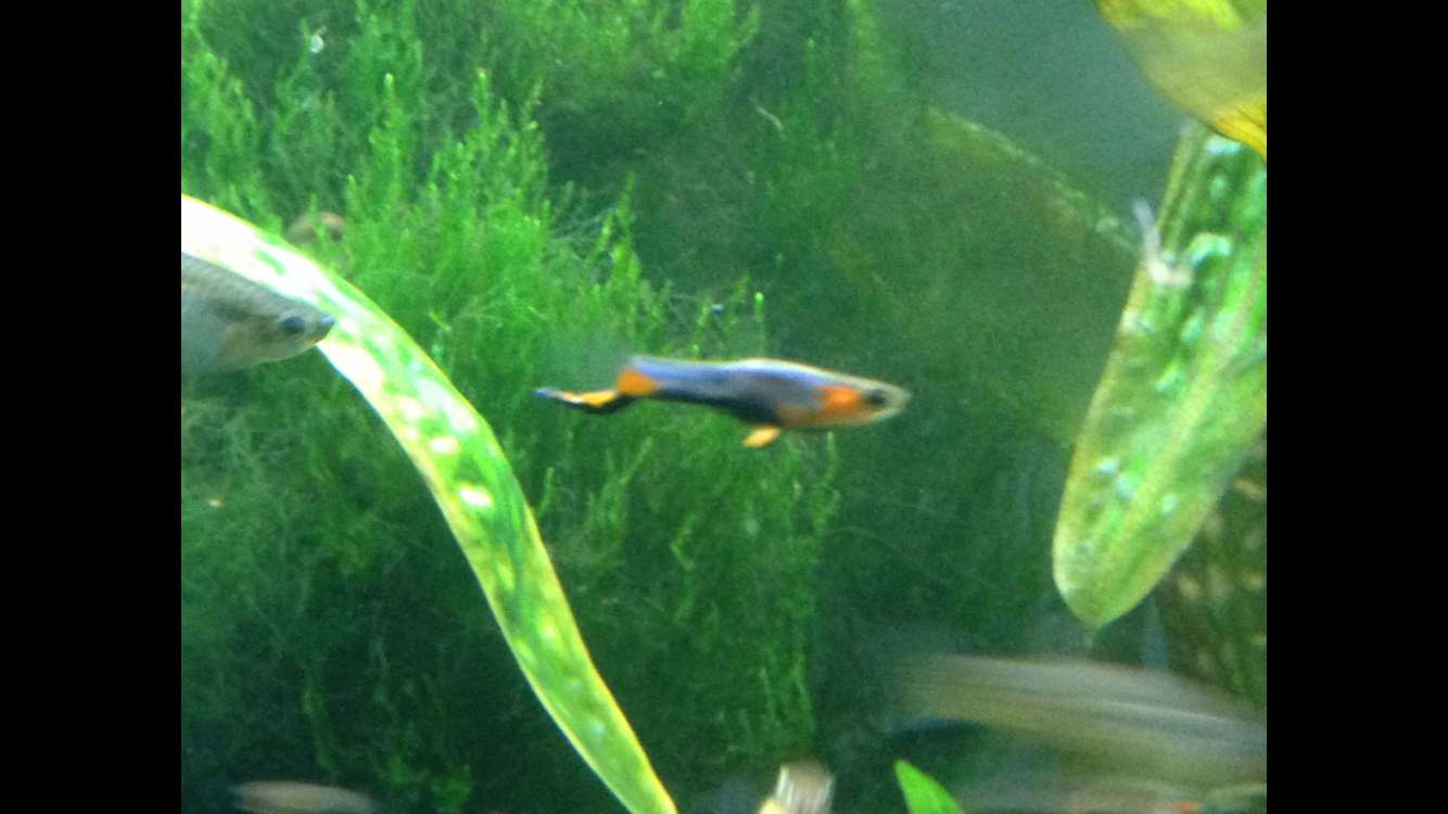 Pair of Starburst (Bluestar) Endlers