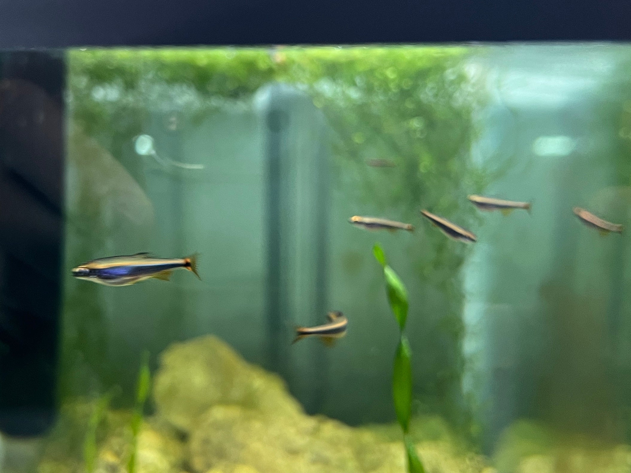 Sailfin Shiner (Pteronotropis hypselopterus)