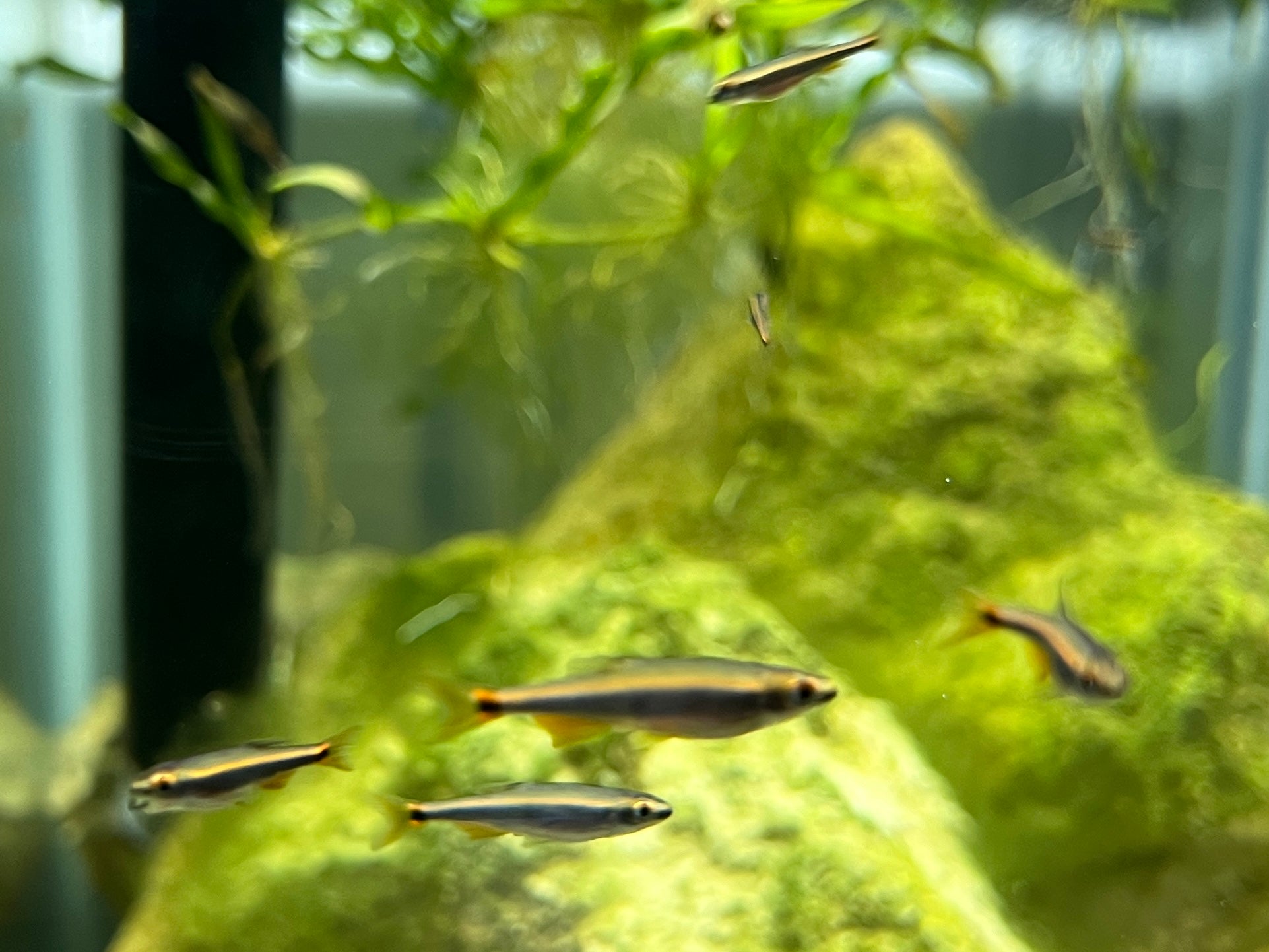 Sailfin Shiner (Pteronotropis hypselopterus)