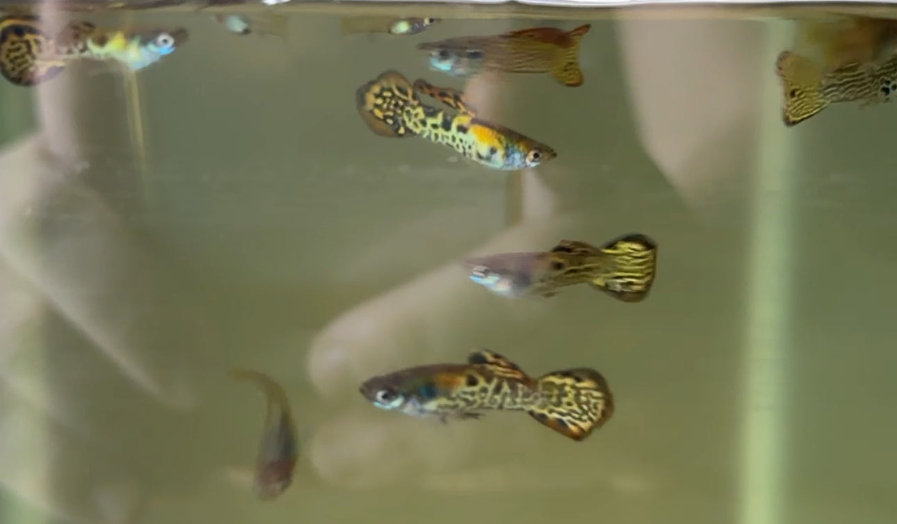 Vienna Guppy Pair