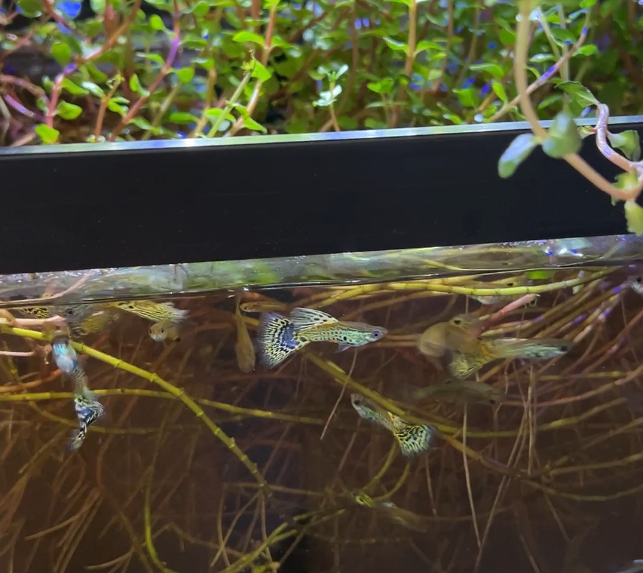 White Lace Snakeskin Guppy Pair