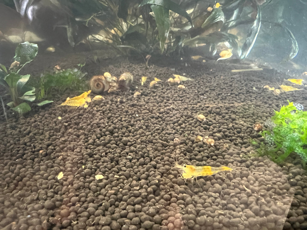 YKK Yellow King Kong Caridina Shrimp