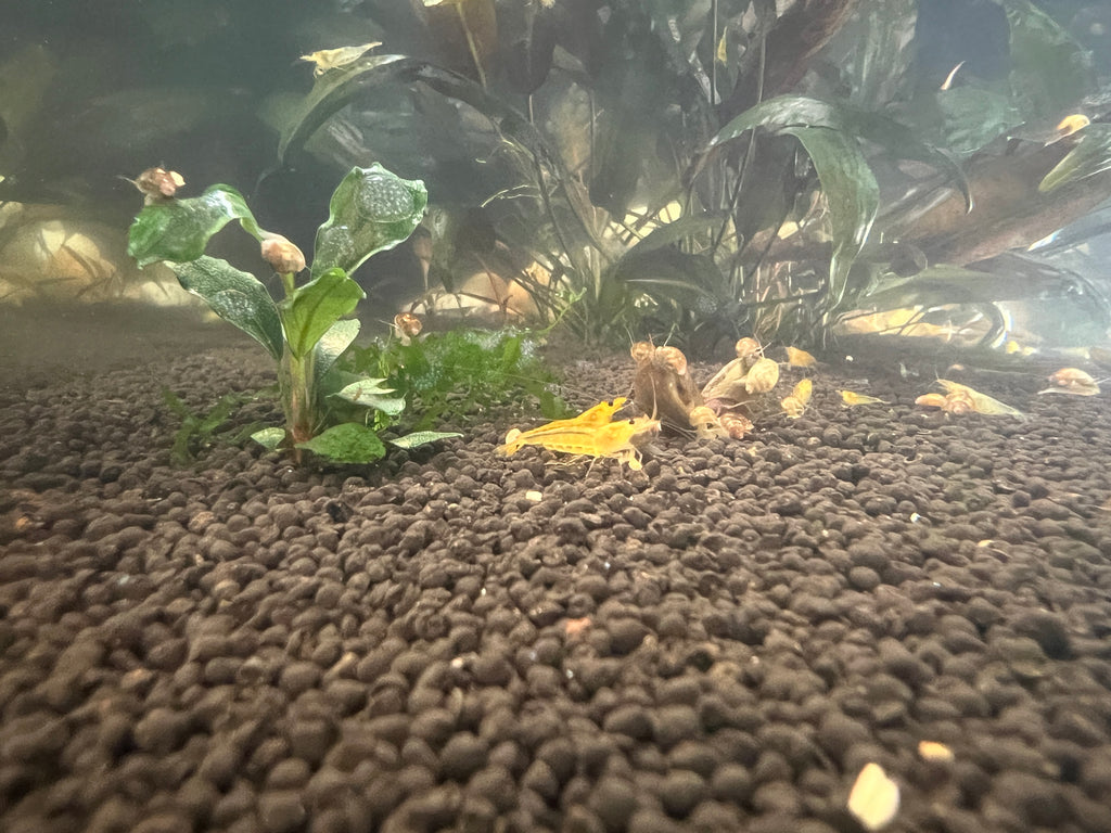 YKK Yellow King Kong Caridina Shrimp